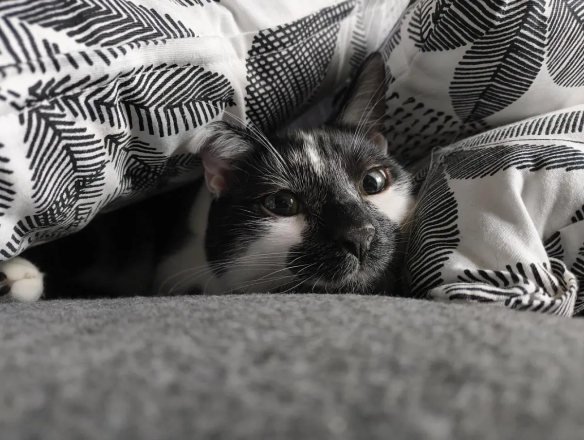 Cat - Image 1