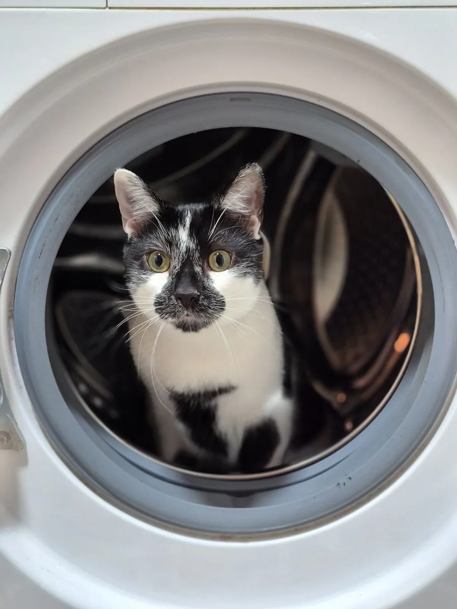Cat - Image 2