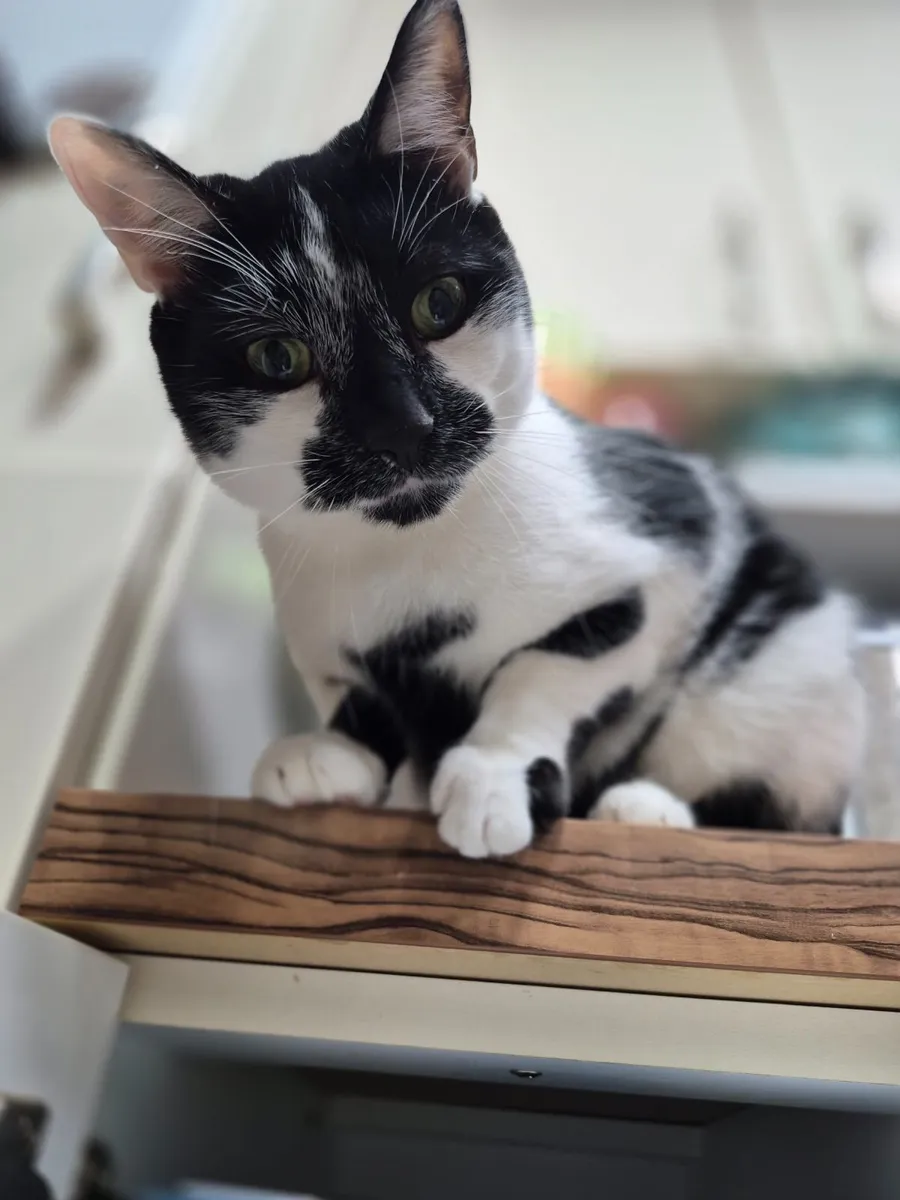 Cat - Image 4