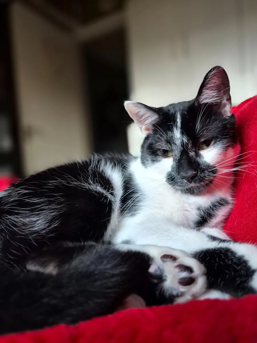 Cat - Image 3