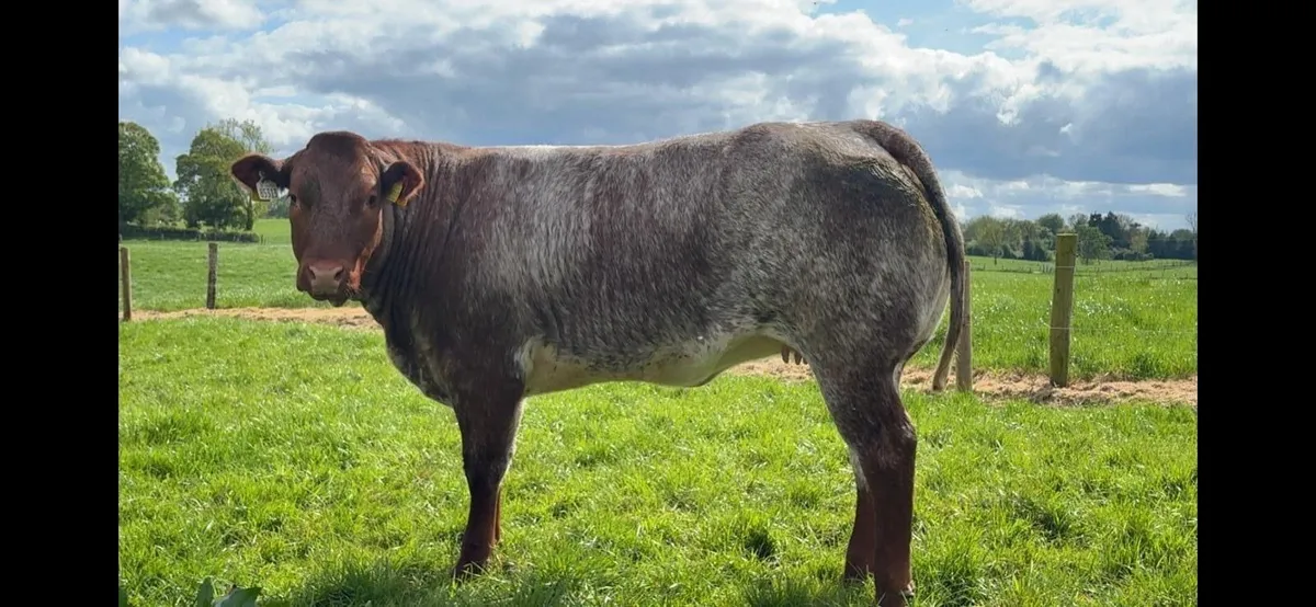 **Selection of Top Quality Weanling Heifers** - Image 4