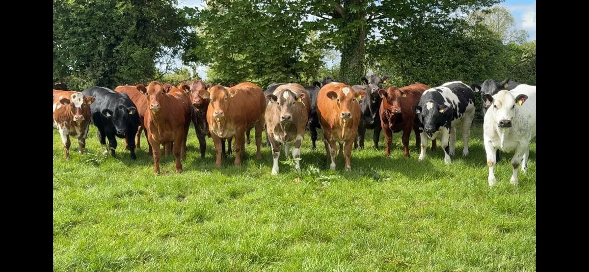 **Selection of Top Quality Weanling Heifers** - Image 1