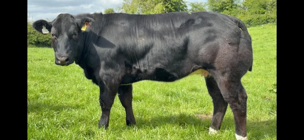 **Selection of Top Quality Weanling Heifers** - Image 2