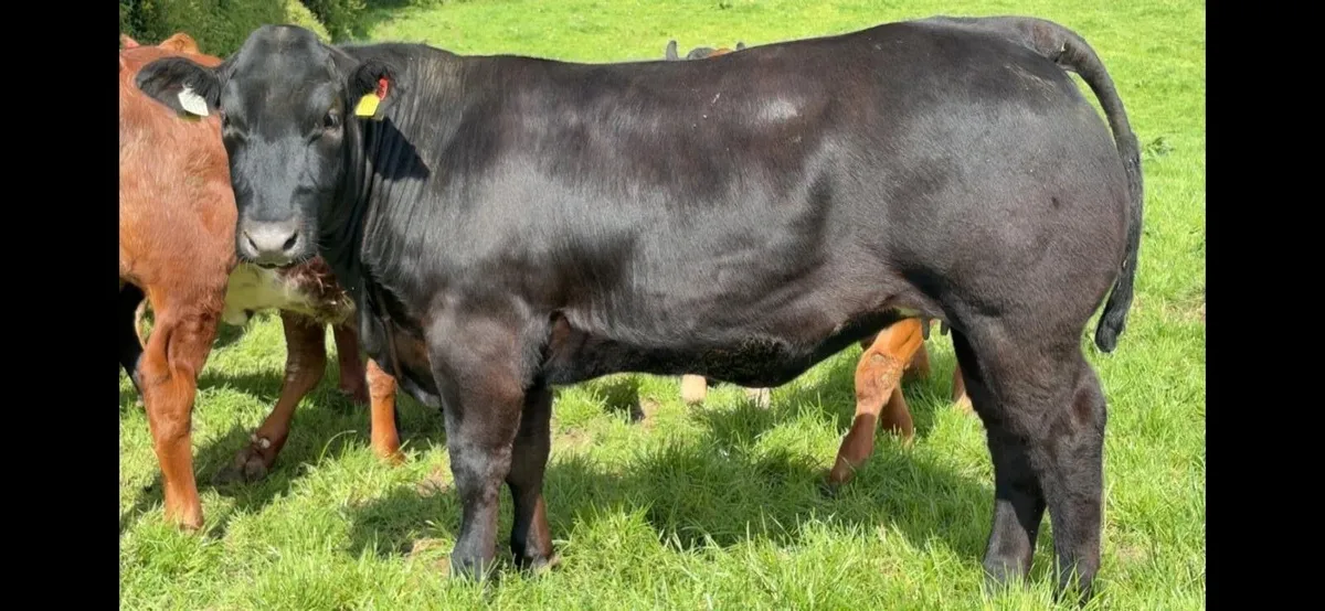 **Selection of Top Quality Weanling Heifers** - Image 3