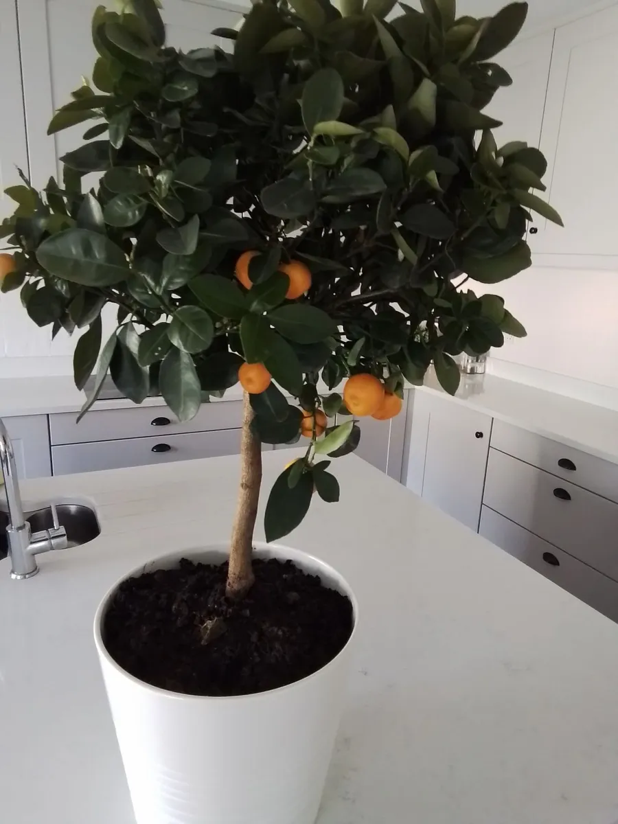 Orange plant 3ft in ceramic pot - Image 1
