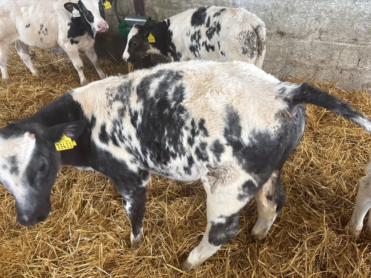Belgian Blue Calfs - Image 2