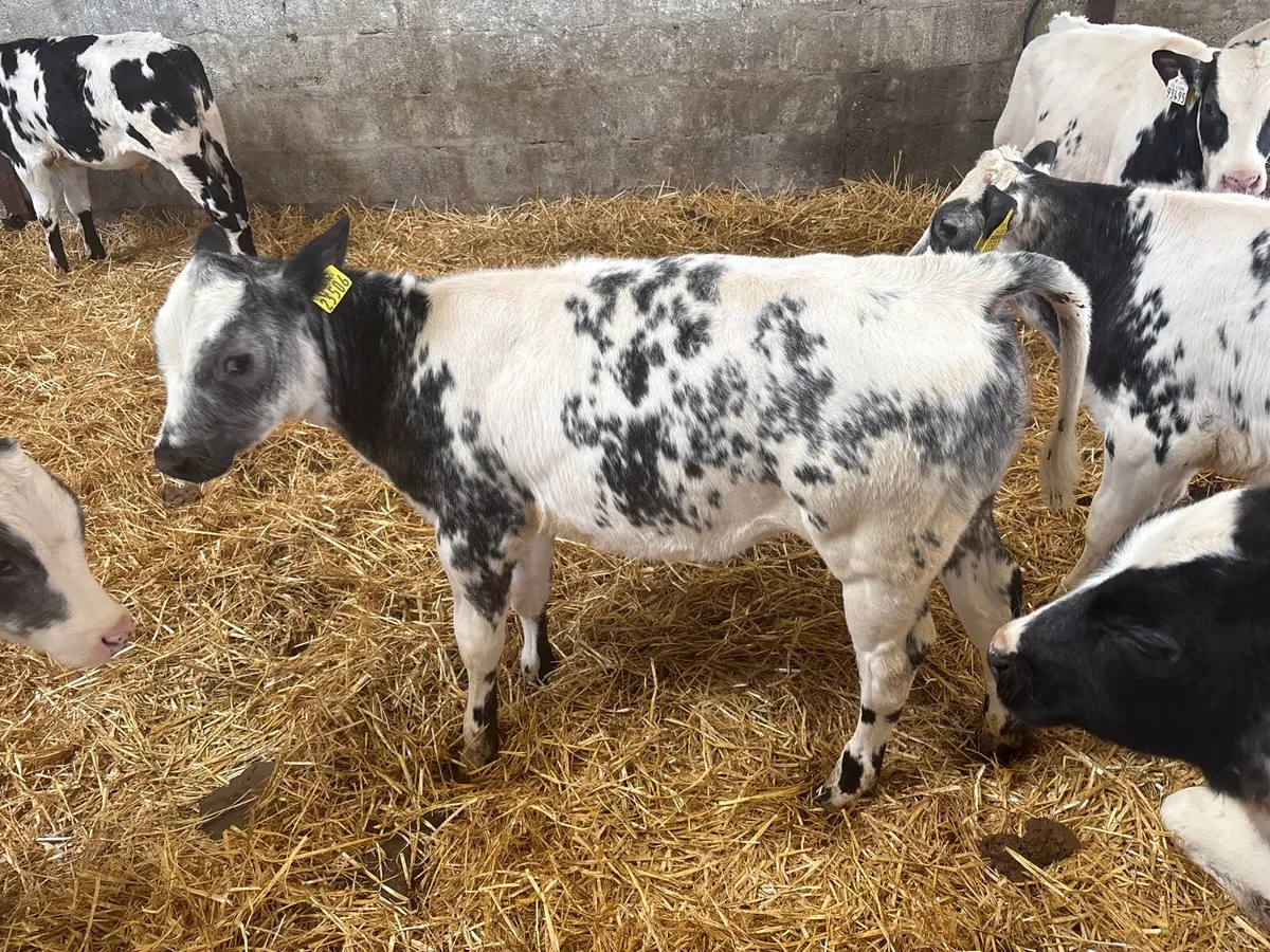 Belgian Blue Calfs - Image 3