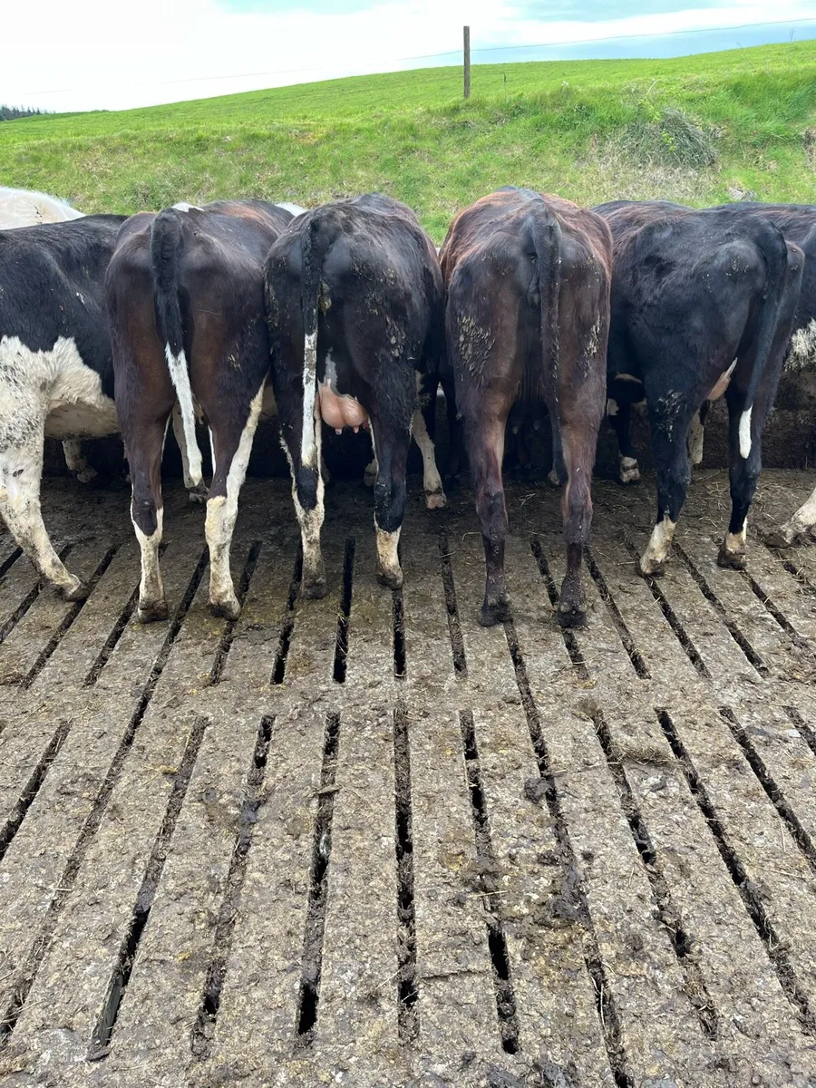 Incalf Heifers - Image 2
