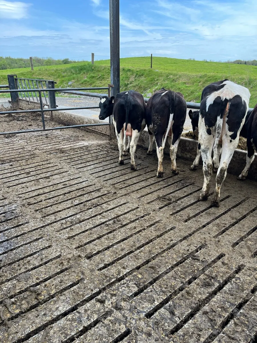 Incalf Heifers - Image 3