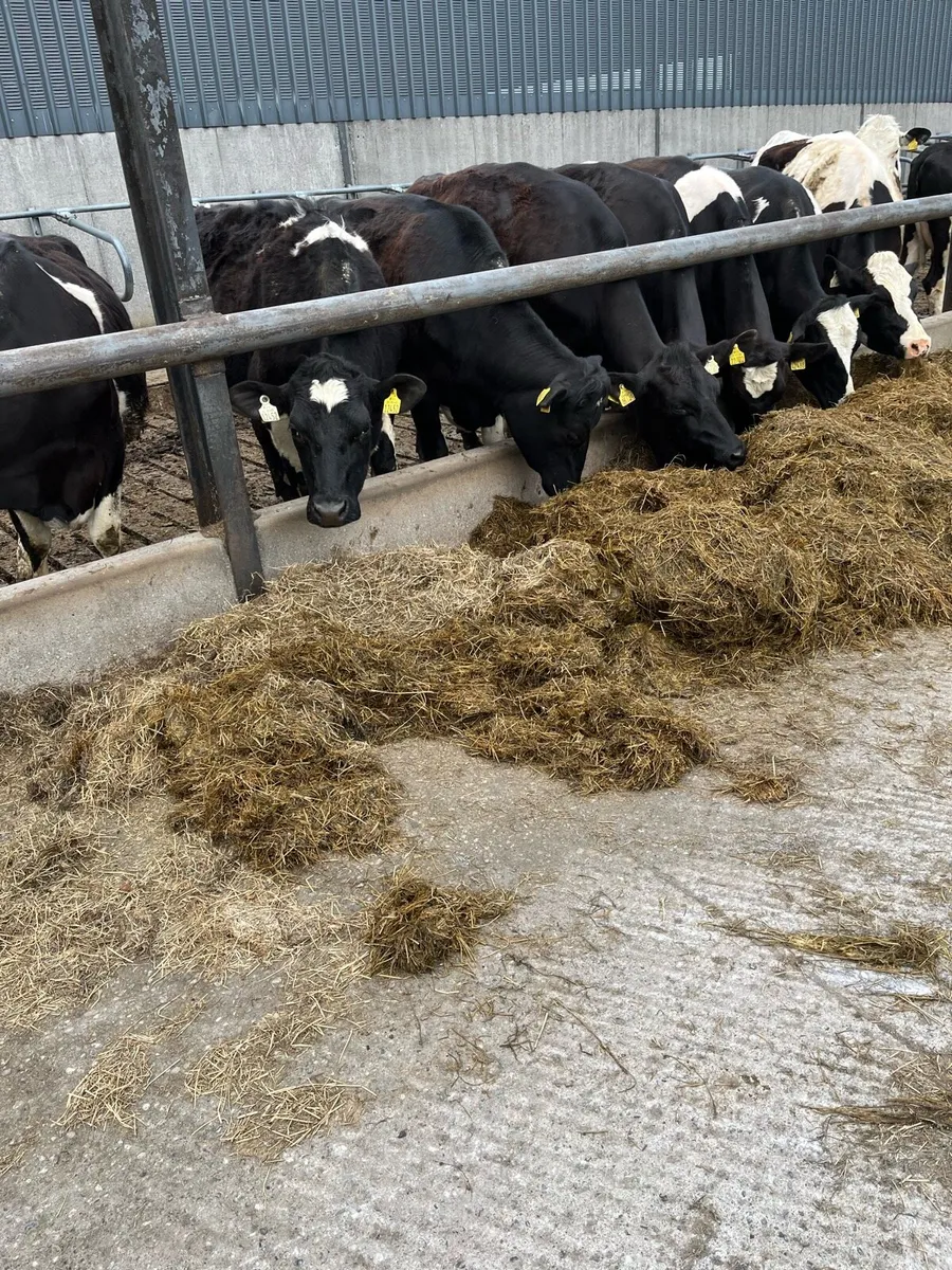 Incalf Heifers - Image 1