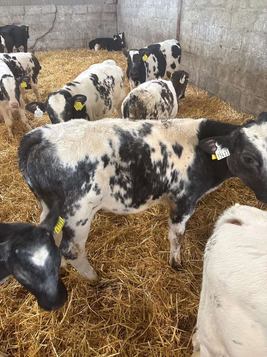 Belgian Blue Calfs - Image 4