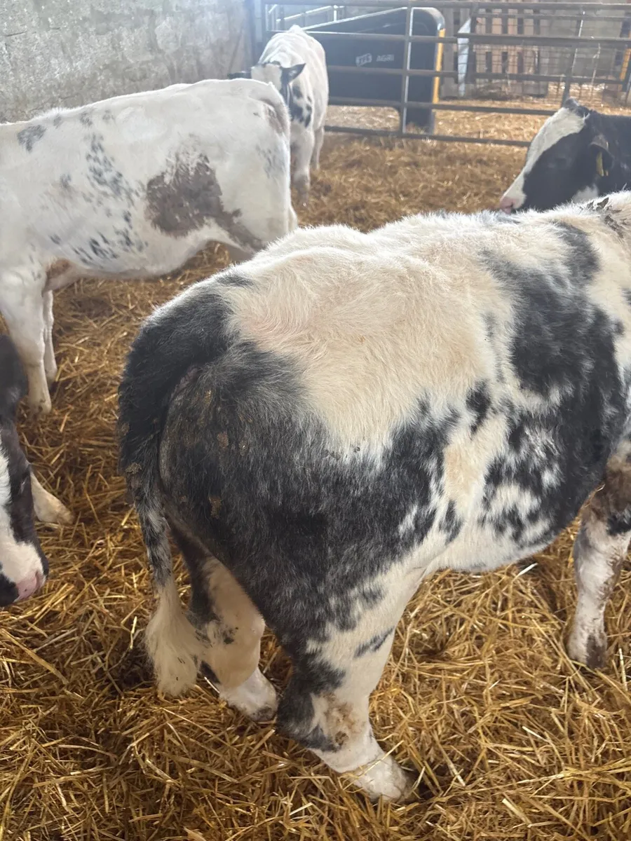 Belgian Blue Calfs - Image 1