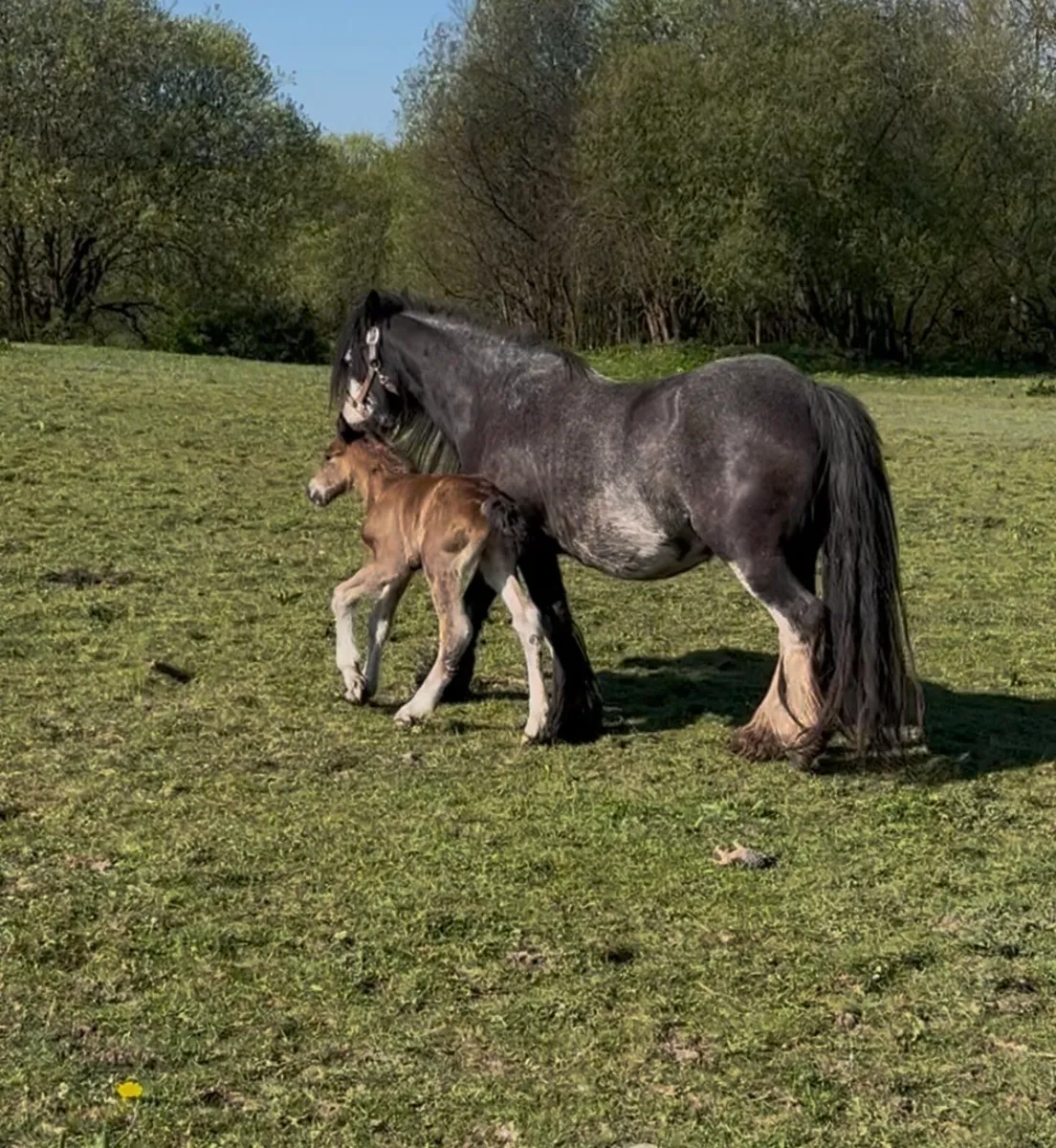 mare and foal - Image 1