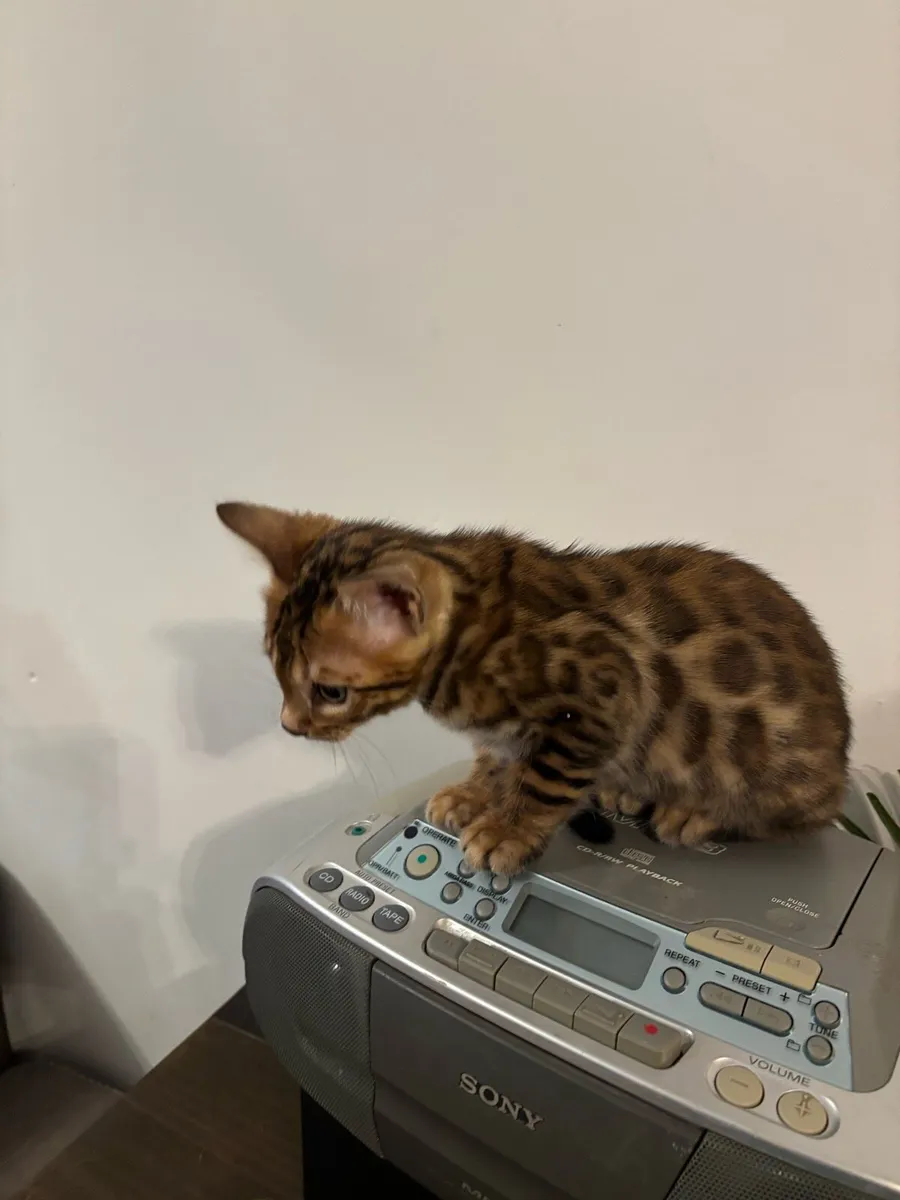 Bengal kittens - Image 4