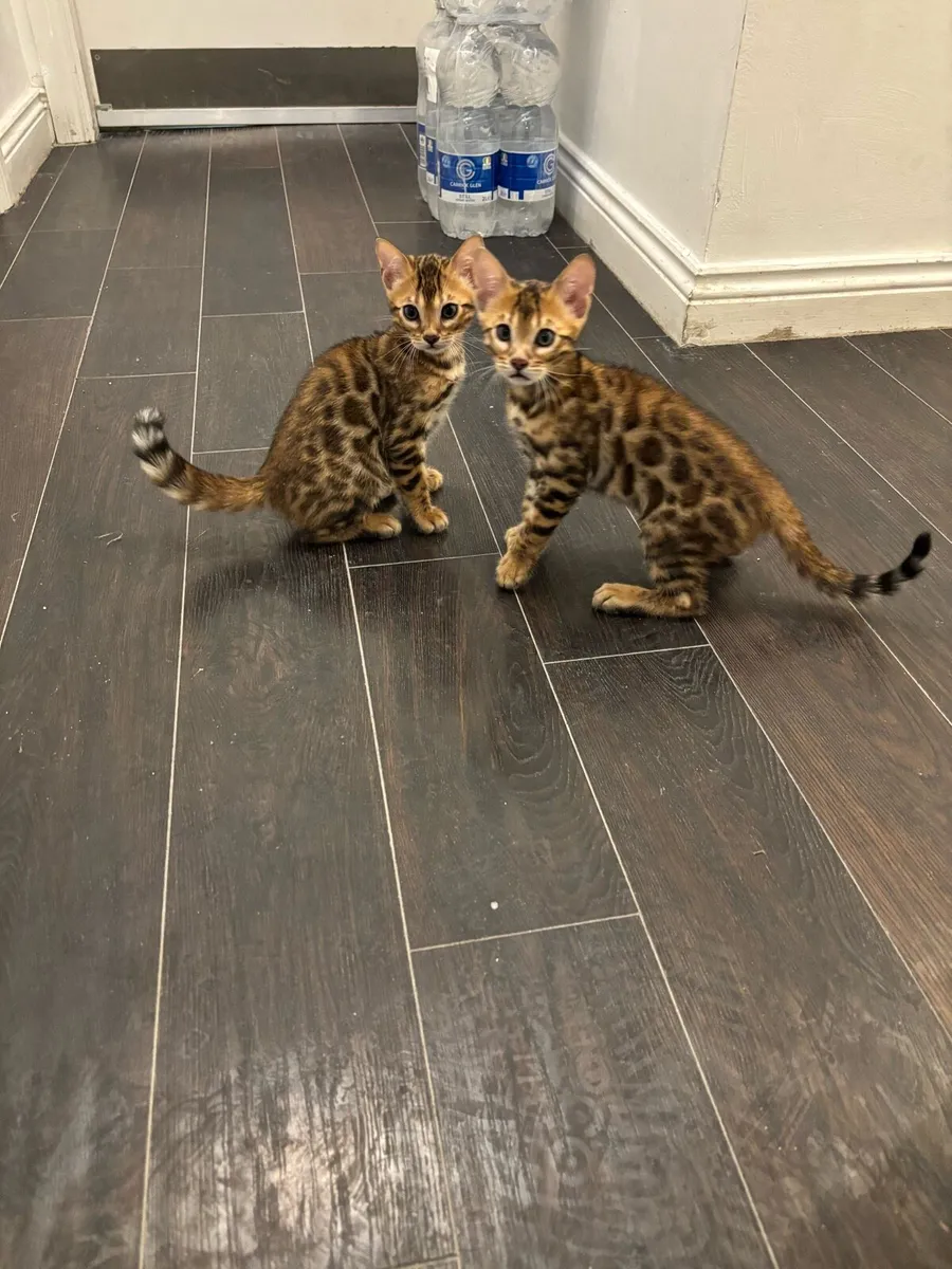 Bengal kittens - Image 1