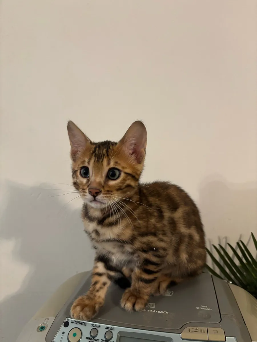 Bengal kittens - Image 2