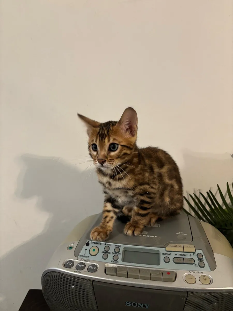 Bengal kittens - Image 3