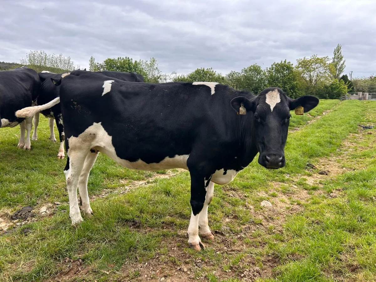 Dry cows - Image 2