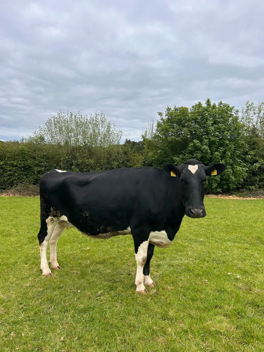 Dry cows - Image 3