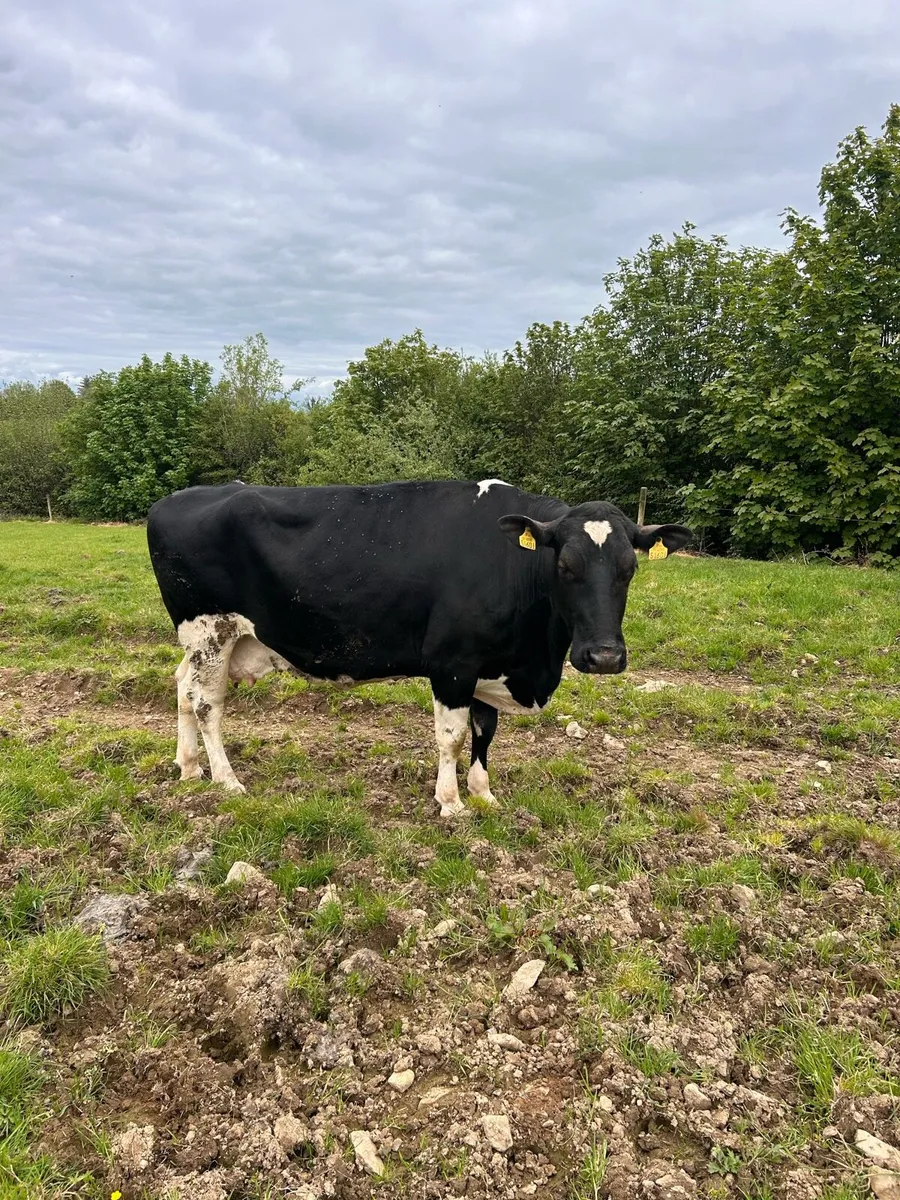 Dry cows - Image 4