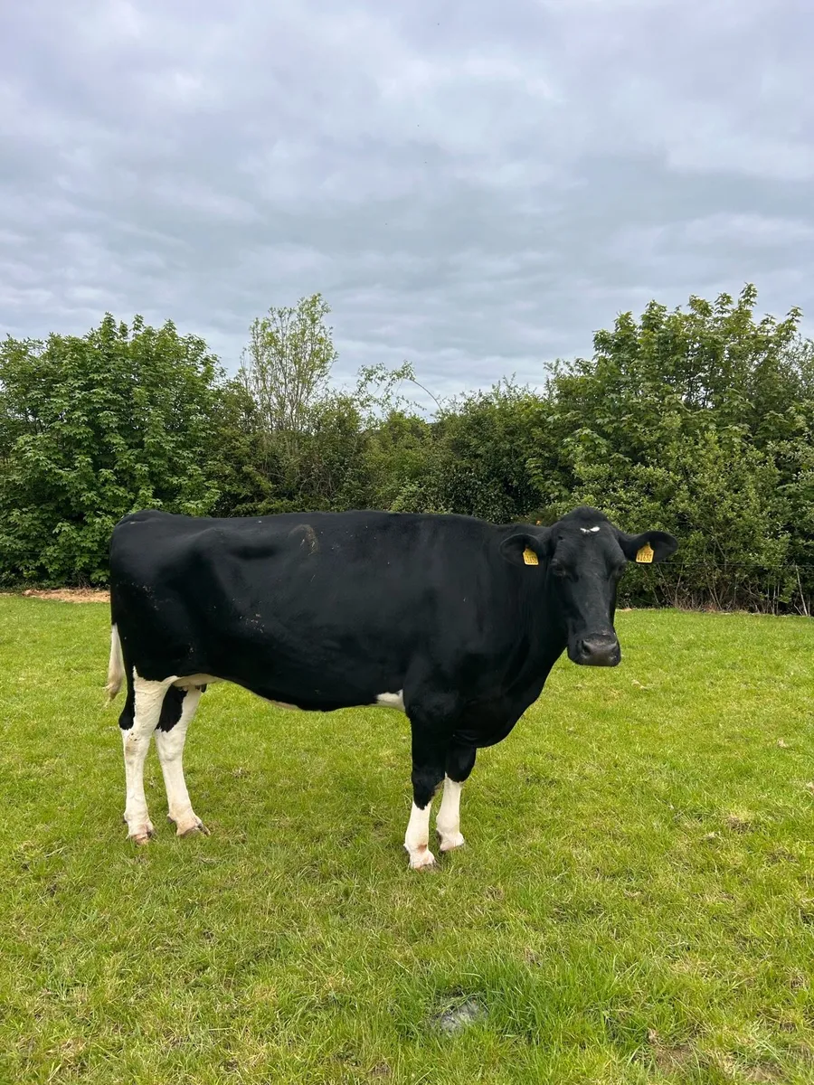 Dry cows - Image 1