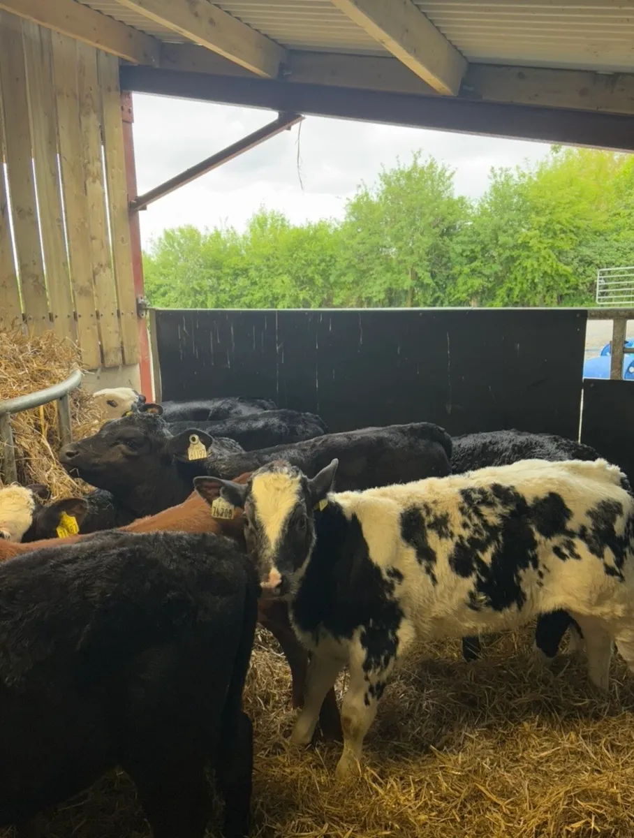 35 super runner heifers ready for grass🔥🔥 - Image 4