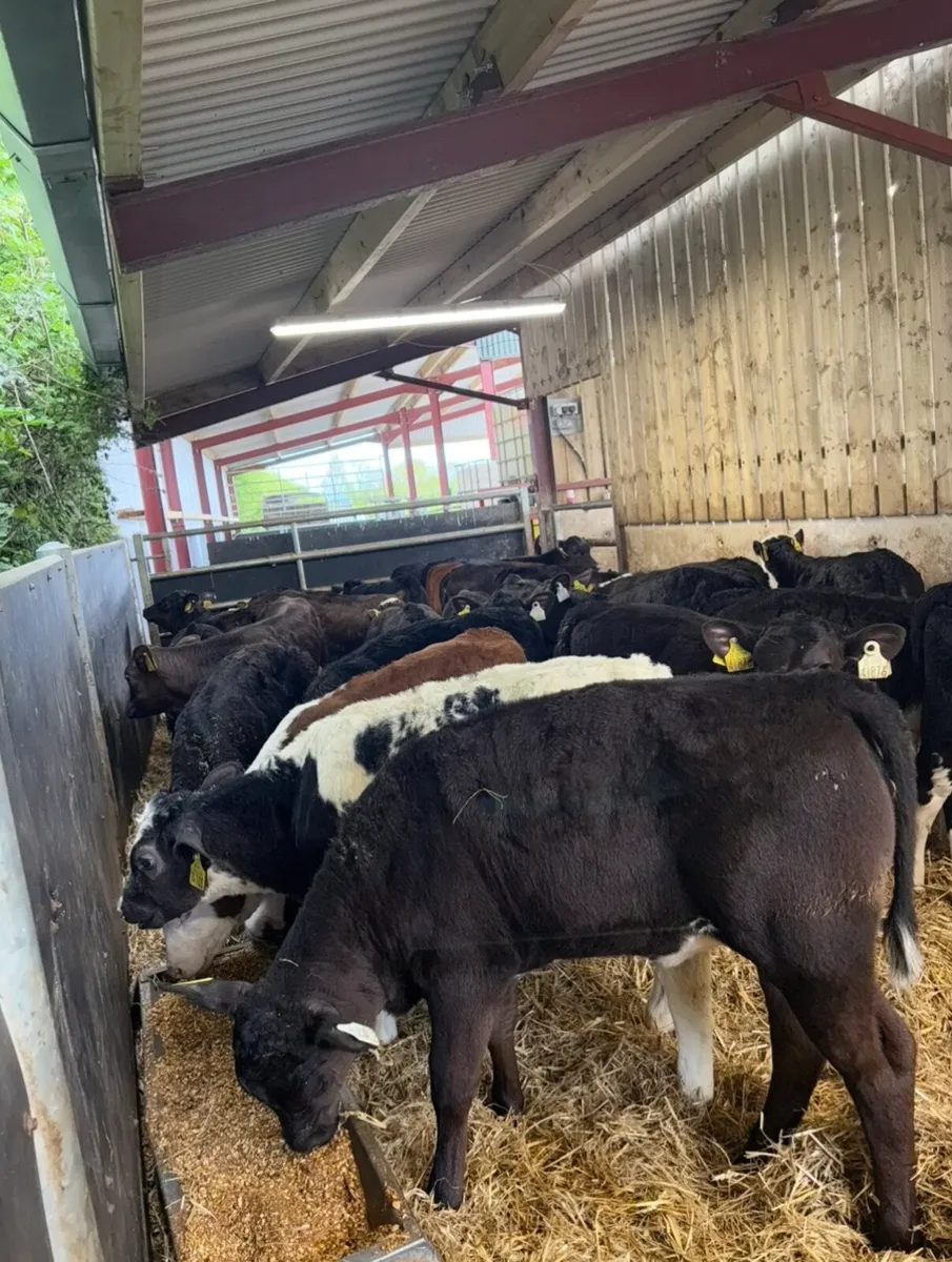 35 super runner heifers ready for grass🔥🔥 - Image 1