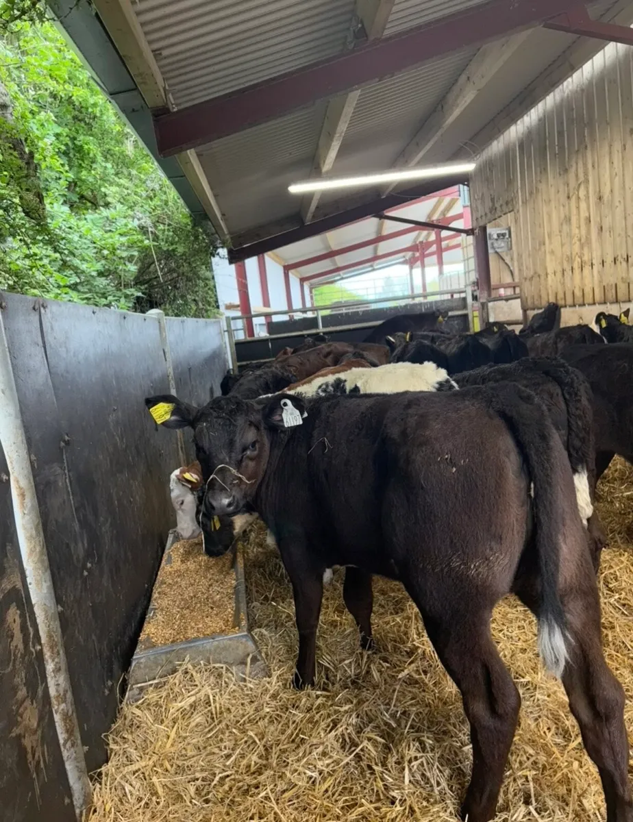 35 super runner heifers ready for grass🔥🔥 - Image 3
