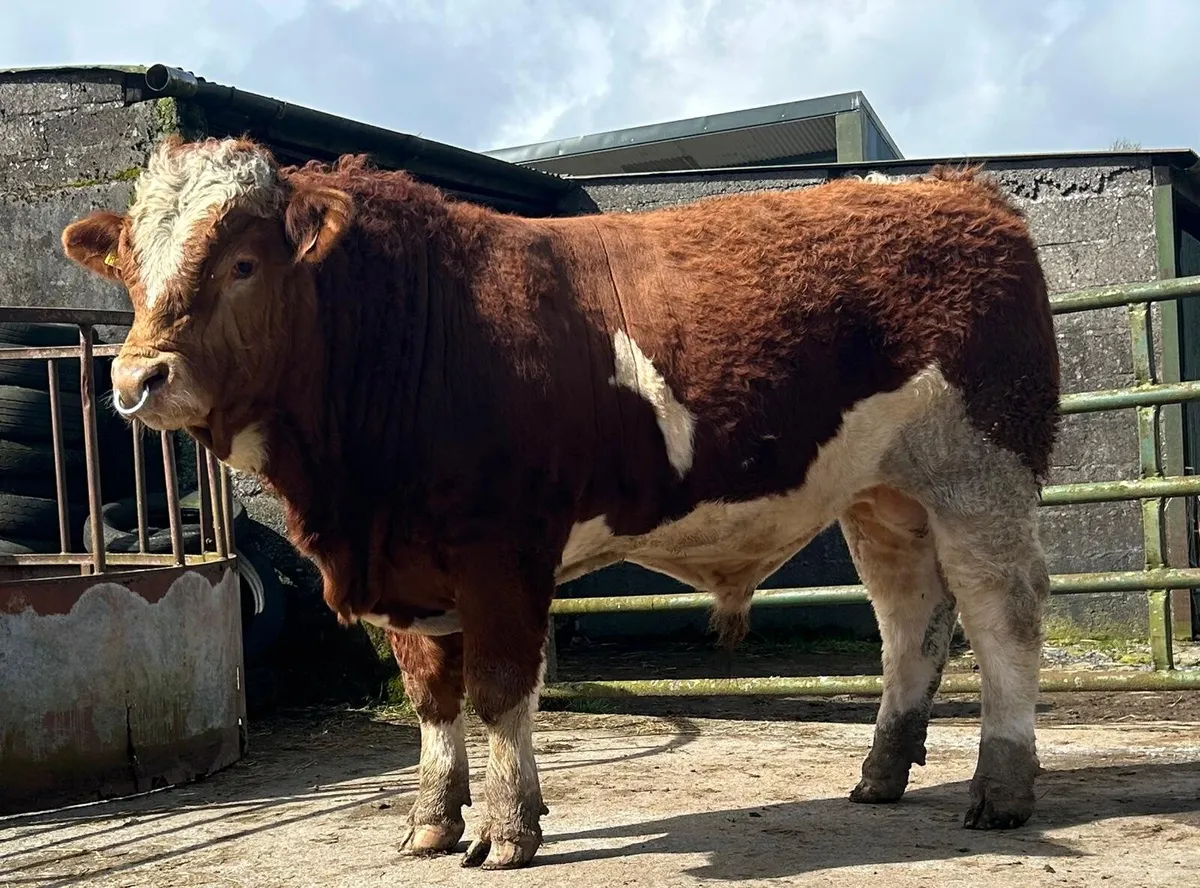 Livestock - Image 1