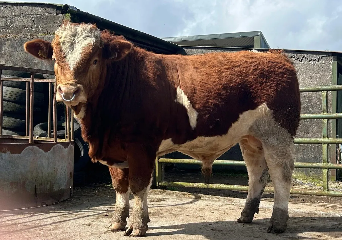 Livestock - Image 2