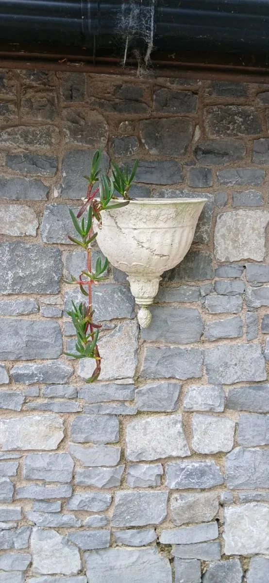 Ornate wall planter - Image 2