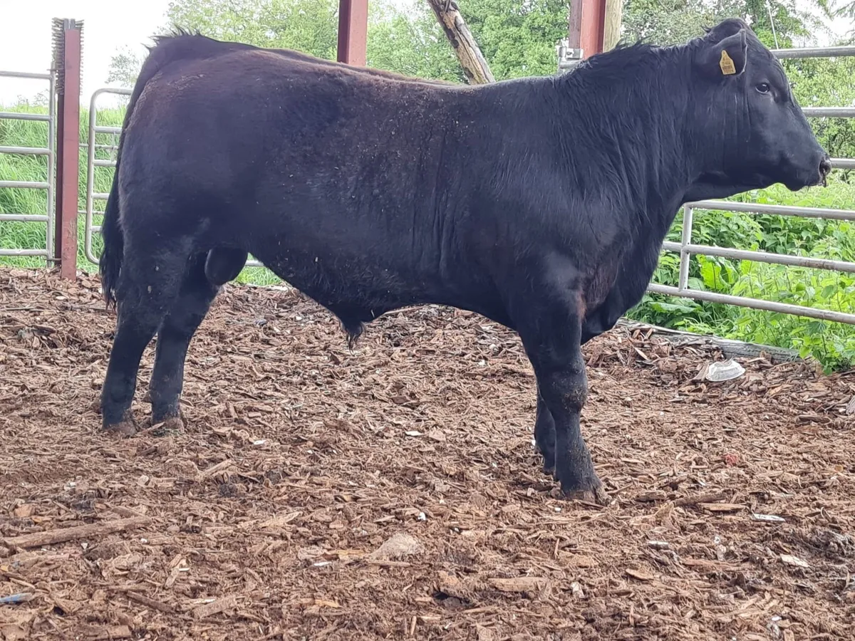 Angus bulls Red & Black - Image 1