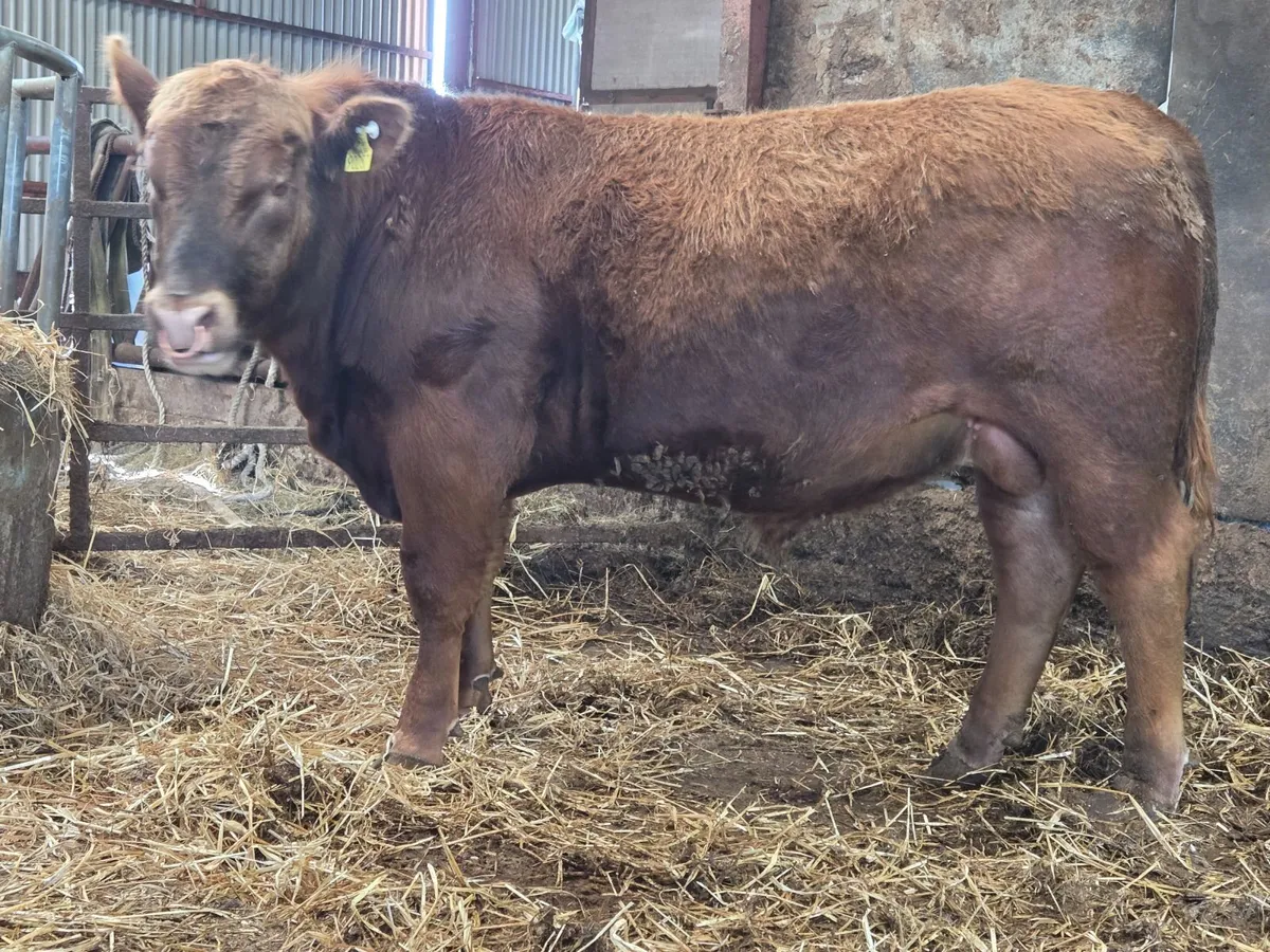Angus bulls Red & Black - Image 2