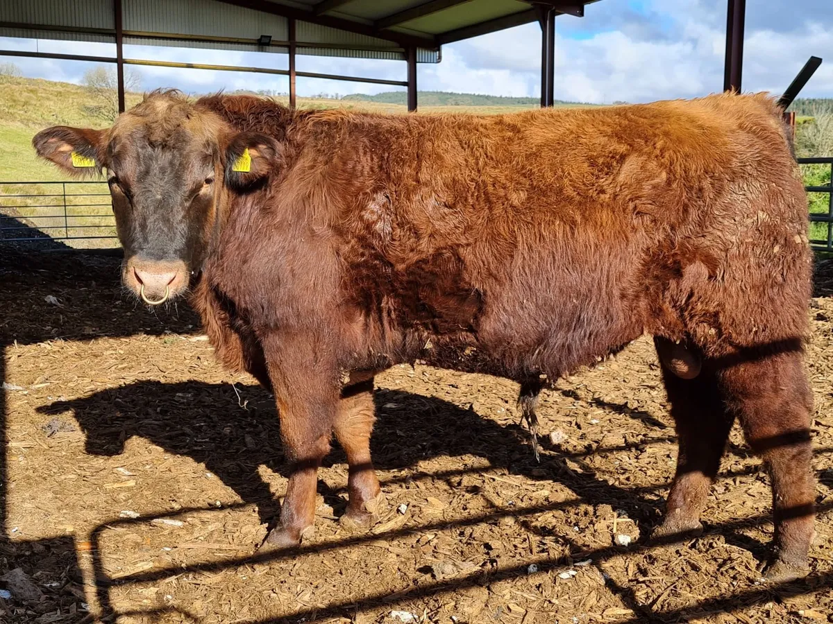 Angus bulls Red & Black - Image 3