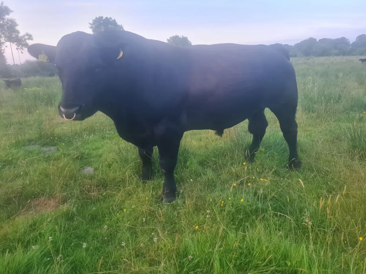 Angus bulls Red & Black - Image 4