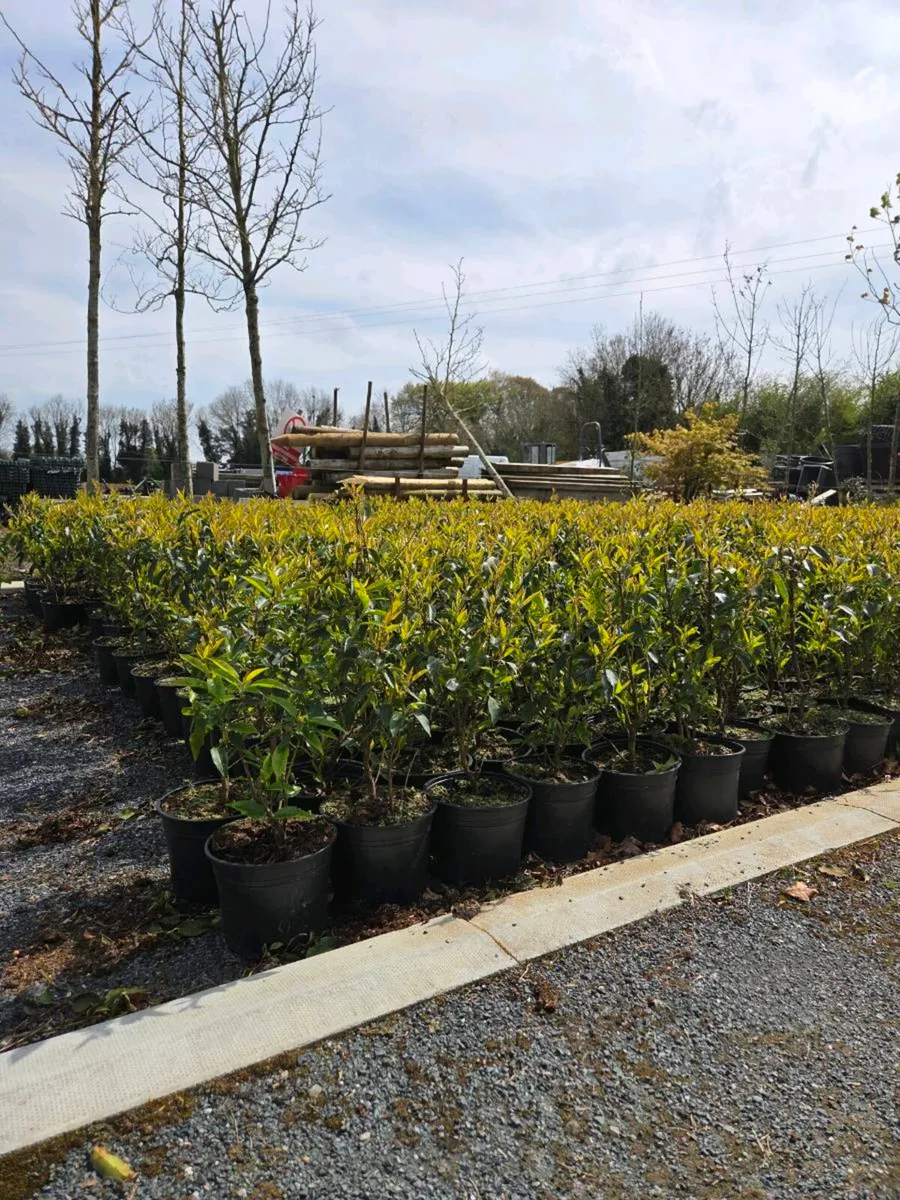Portuguese Laurel Hedging 3ltr pots 40-60cm - Image 2