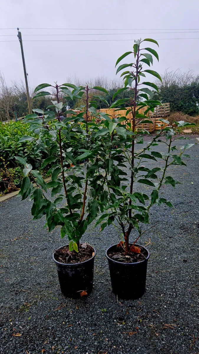 Portuguese Laurel Hedging 3ltr pots 40-60cm - Image 4