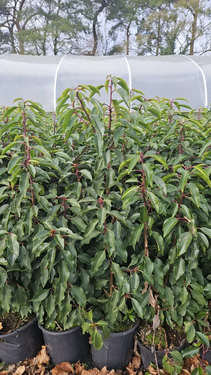 Portuguese Laurel Hedging 3ltr pots 40-60cm - Image 4