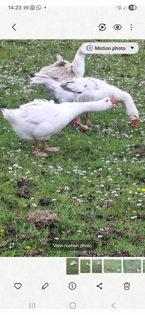 Goose/ pure polish rooster / polish chickens - Image 1
