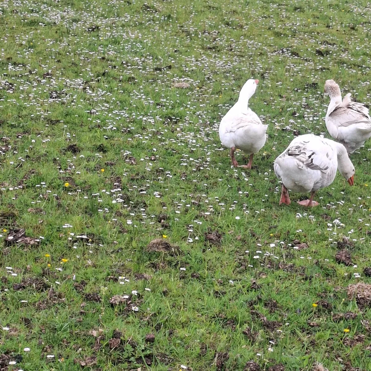 Goose/ pure polish rooster / polish chickens - Image 2