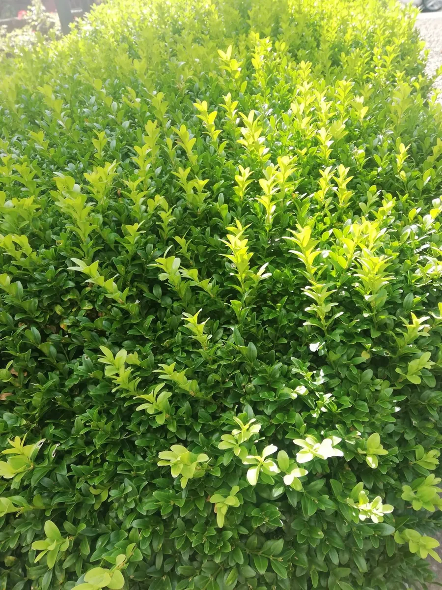 Box Hedging - Image 1