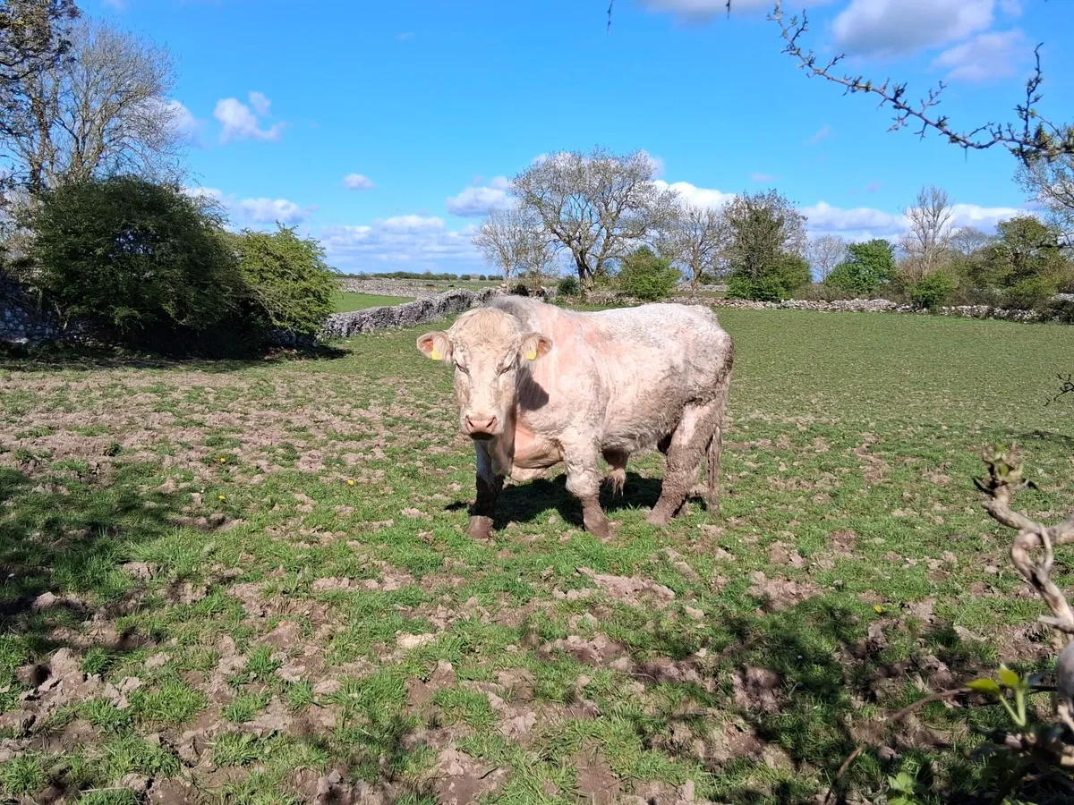 Charolais bull - Image 1