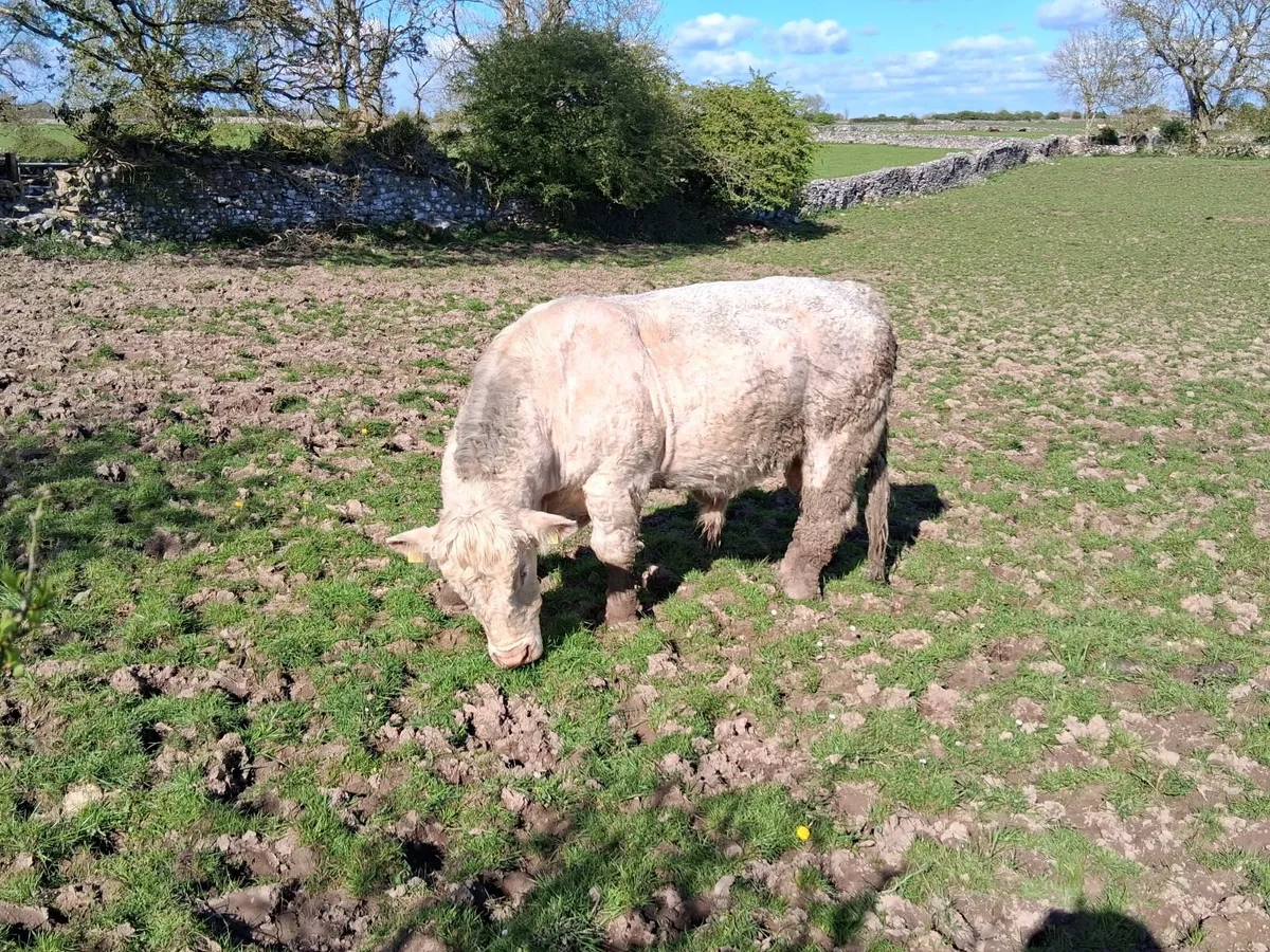 Charolais bull - Image 2