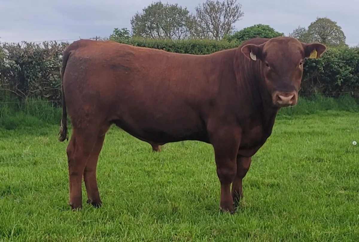 Bulls - Image 1