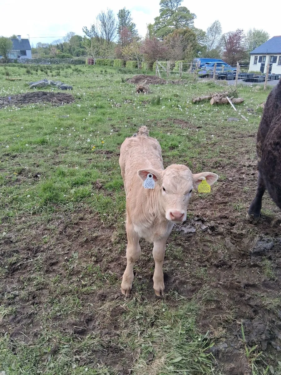 Charolais bull - Image 4