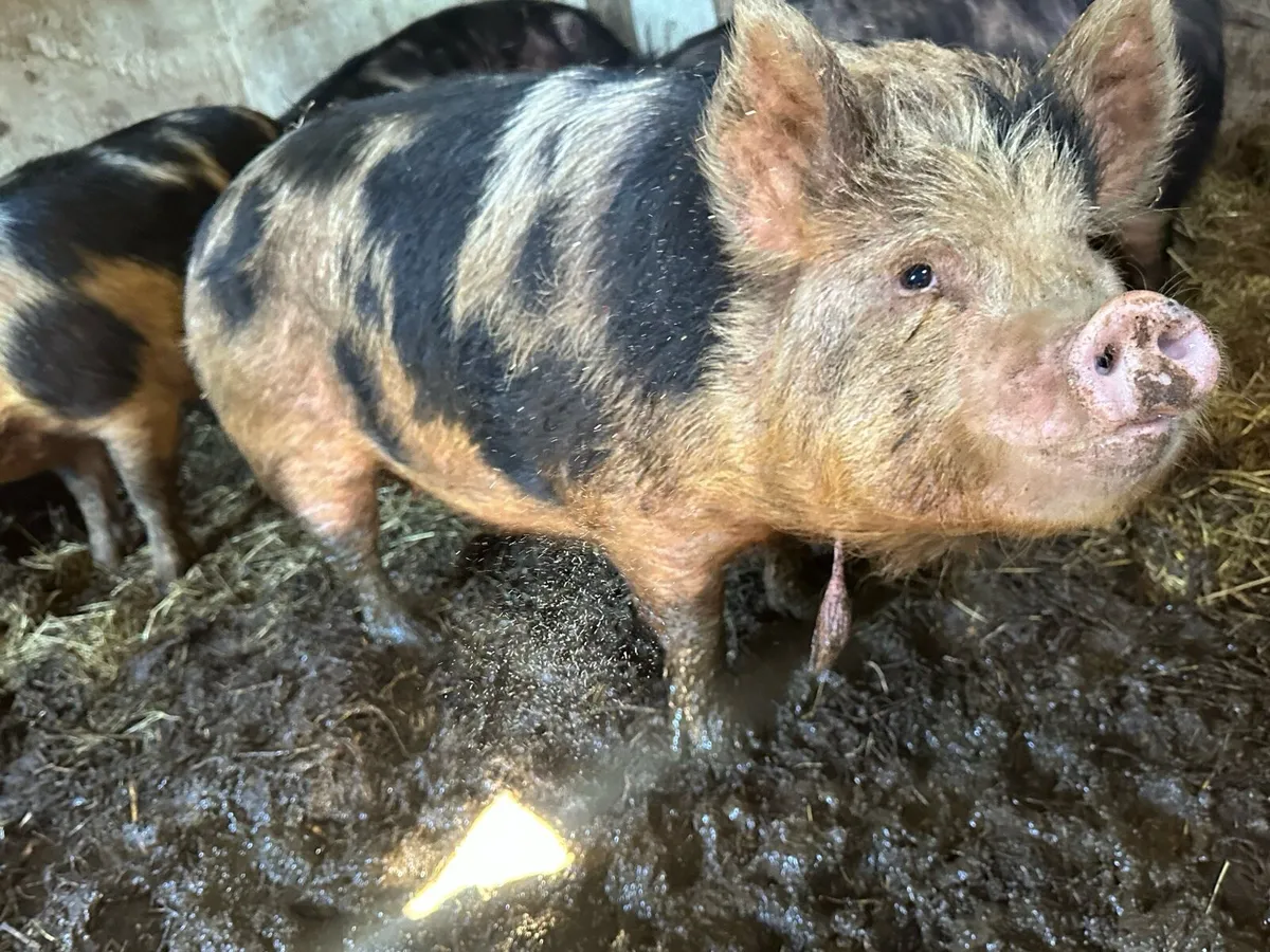 4 Free Range pigs - Image 3