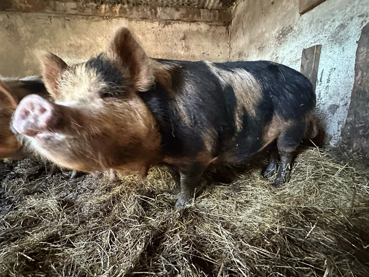 4 Free Range pigs - Image 1