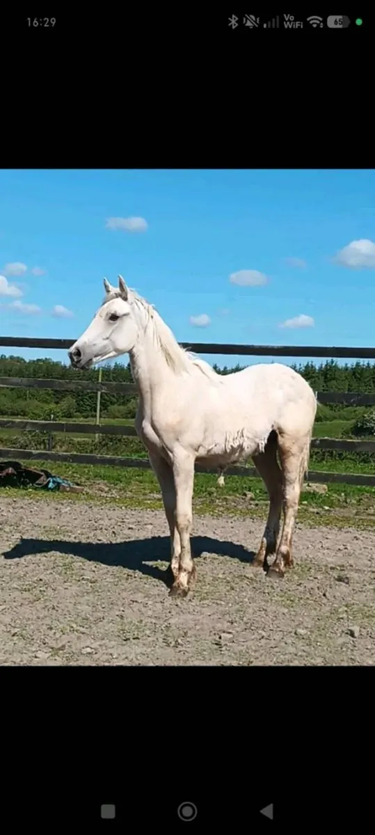 Rising 2yo sport horse to make 16hh - Image 1