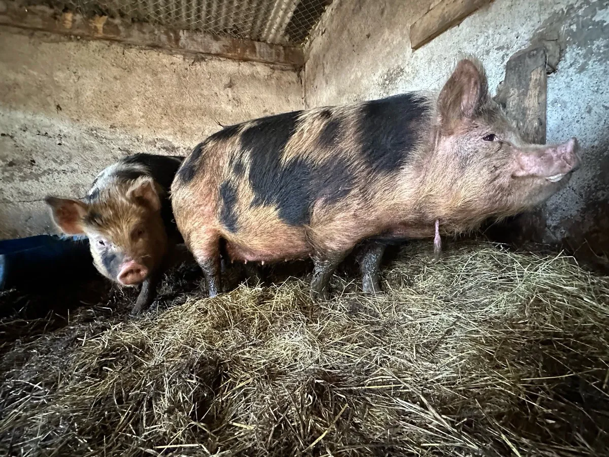 4 Free Range pigs - Image 2