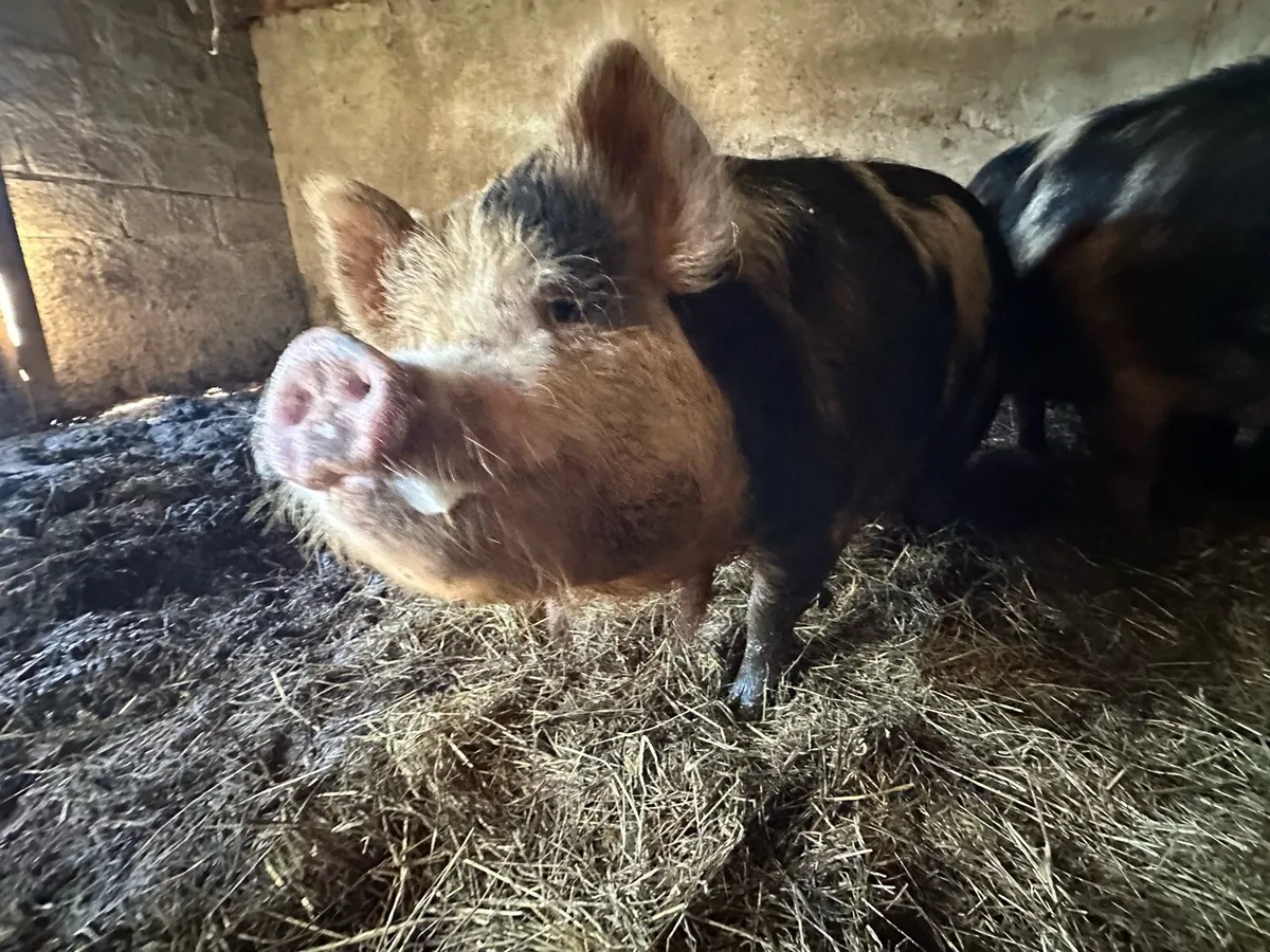 4 Free Range pigs - Image 4